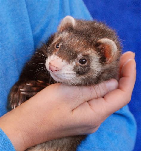 Ferrets for adoption - 2.) We interview all applicants for the adoption of any and all of our adoptees. 3.) Adoption fees are based on age, health, and type of adoption. 4.) All adopters must have a veterinarian, and all pets should see veterinarian within 10 days of adoption. 5.) We will take back any adoptee within the first three months, minus a percent fee. 6.)
